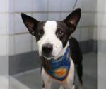 GUSTAVO - Male Mutt Dog for Adoption - Small photo