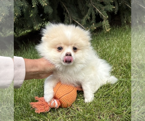 Medium Photo #4 Pomeranian Puppy For Sale in MIDDLEBURY, IN, USA