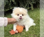Small #3 Pomeranian