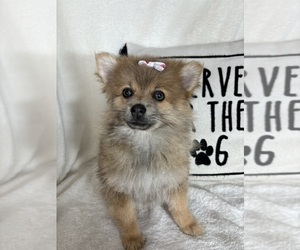 Pomeranian Puppy for sale in GREENFIELD, IN, USA