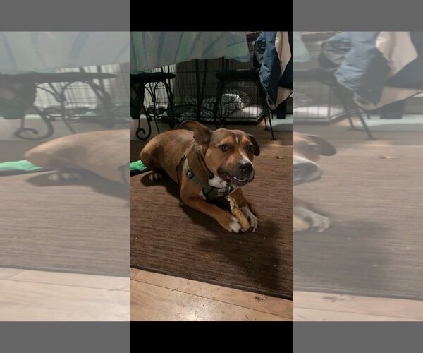 Medium Photo #48 American Pit Bull Terrier-Unknown Mix Puppy For Sale in Germantown, OH, USA