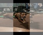 Small #47 American Pit Bull Terrier Mix