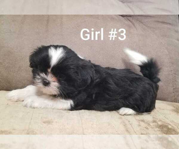 Medium Photo #7 Shih Tzu Puppy For Sale in BERRYVILLE, VA, USA