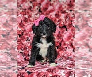 Sheltidoodle Puppy for sale in CHRISTIANA, PA, USA