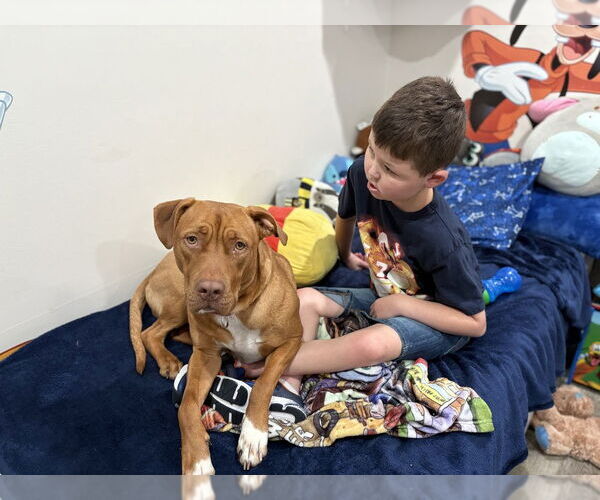 Medium Photo #38 American Pit Bull Terrier-Unknown Mix Puppy For Sale in Brewster, NY, USA
