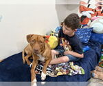 Small #37 American Pit Bull Terrier Mix