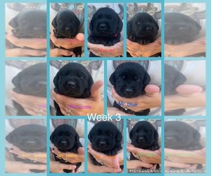 Labrador Retriever Puppy for sale in GERBER, CA, USA