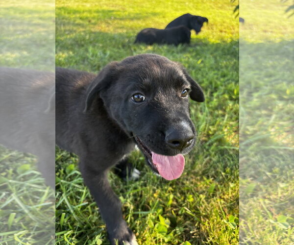 Medium Photo #4 Shepradors Puppy For Sale in Macon, MO, USA