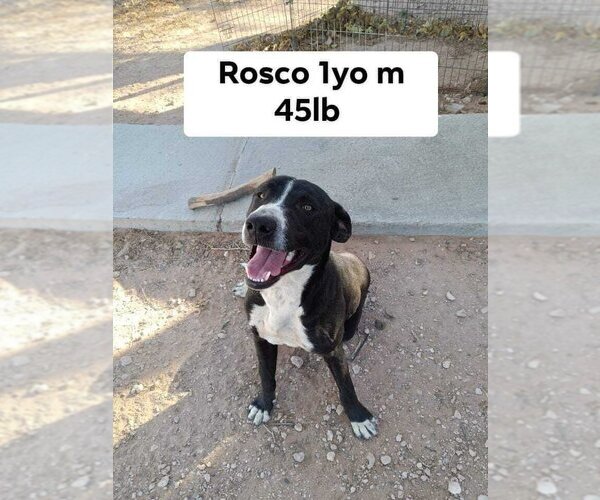 Medium Photo #1  Puppy For Sale in , 
