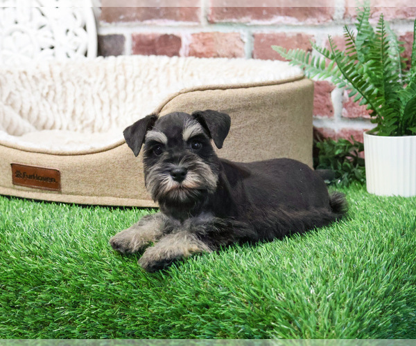 Medium Photo #6 Schnauzer (Miniature) Puppy For Sale in SYRACUSE, IN, USA