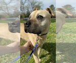 Small American Pit Bull Terrier Mix