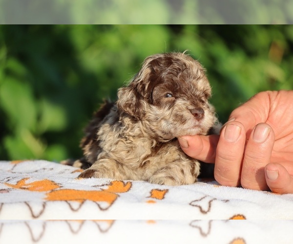 Medium Photo #14 ShihPoo Puppy For Sale in DYERSBURG, TN, USA