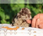 Small #13 ShihPoo