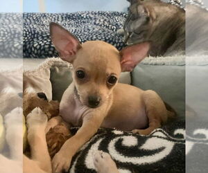 Chihuahua Dogs for adoption in San Diego, CA, USA