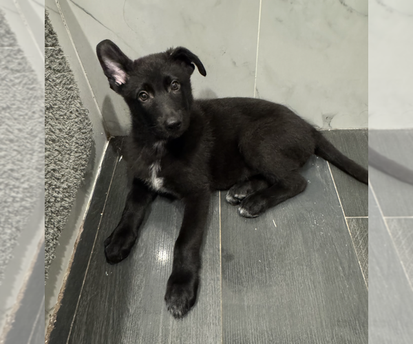 Medium Photo #13 German Shepherd Dog-Unknown Mix Puppy For Sale in Brooklyn, NY, USA