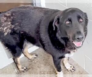German Shepherd Dog-Unknown Mix Dogs for adoption in Houston, TX, USA
