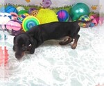 Small #6 Dachshund