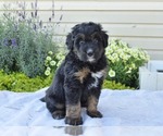 Small #5 Bernedoodle (Miniature)