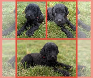 Medium Goldendoodle