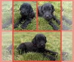 Puppy Rose Goldendoodle