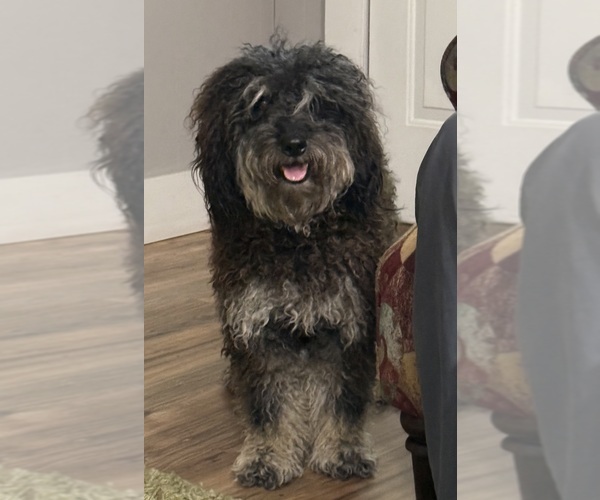 Medium Photo #1 Aussiedoodle Miniature -Puli Mix Puppy For Sale in CHRISTOPHER, IL, USA