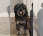 Small Photo #1 Aussiedoodle Miniature -Puli Mix Puppy For Sale in CHRISTOPHER, IL, USA