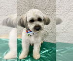 Small Lhasa Apso