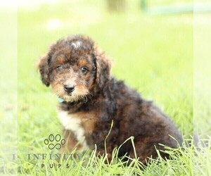 Bernedoodle (Miniature) Puppy for sale in PARADISE, PA, USA