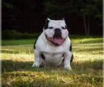 Small Photo #1 American Bully Puppy For Sale in CHESTER, PA, USA