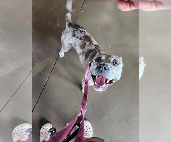 Medium Photo #6 Catahoula Leopard Dog Puppy For Sale in garner, NC, USA