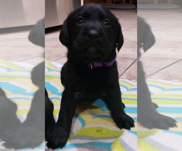 Medium Photo #5 Labrador Retriever Puppy For Sale in OLYMPIA, WA, USA