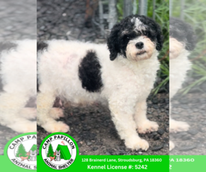 Zuchon Dogs for adoption in Stroudsburg, PA, USA