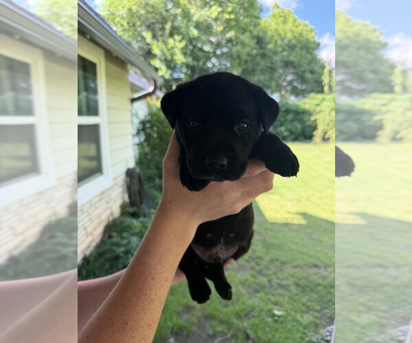 Medium Photo #2 Labrador Retriever-Unknown Mix Puppy For Sale in OKLAHOMA CITY, OK, USA