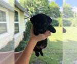 Small #1 Labrador Retriever Mix