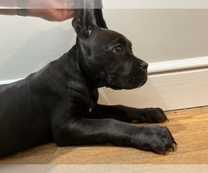Cane Corso Dog for Adoption in VOLUNTOWN, Connecticut USA