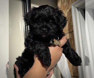 Mal-Shi-Poovanese Mix Puppy for sale in BATTLE GROUND, WA, USA