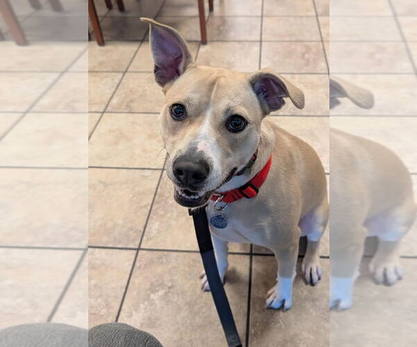 Medium Photo #3 American Pit Bull Terrier-Rat Terrier Mix Puppy For Sale in Cary, NC, USA