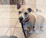 Small #2 American Pit Bull Terrier-Rat Terrier Mix