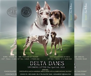 Great Dane Puppy for sale in ARDMORE, AL, USA
