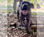 Puppy Puppy 2 Cane Corso