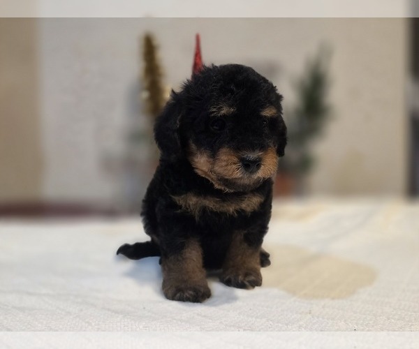 Medium Photo #11 Goldendoodle (Miniature) Puppy For Sale in DUBLIN, TX, USA