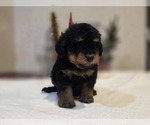 Small #10 Goldendoodle (Miniature)