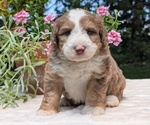 Small #10 Miniature Bernedoodle