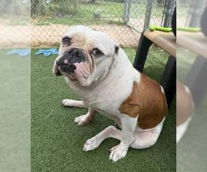 American Bulldog Dogs for adoption in New York, NY, USA