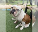 Small American Bulldog