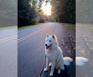 Yuki - Male Siberian Husky Dog for Adoption - Photo #3