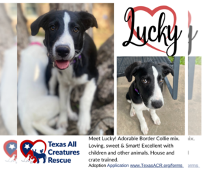 Border Collie-Great Pyrenees Mix Dogs for adoption in Lillian, TX, USA