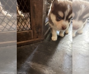 Pomsky Dog for Adoption in VOORHEES, New Jersey USA