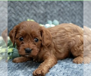 Medium Cavapoo