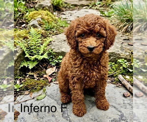 Medium Photo #1 Poodle (Miniature)-Unknown Mix Puppy For Sale in Studio City, CA, USA